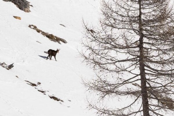 One Day Hike With Snowshoes to Discover Dolomites - Personalized and Safe Adventure