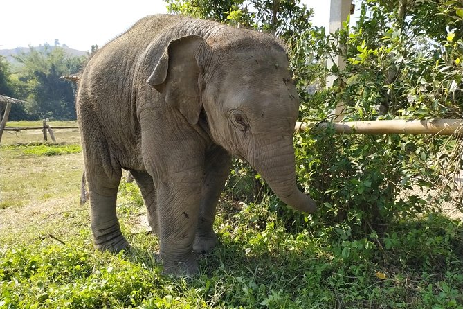 One Day Hiking and Elephant Experience by Chiang Mai Elephant Home - Overview and Tour Details