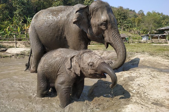One Day Hiking and Elephant Experience by Chiang Mai Elephant Home - Inclusions