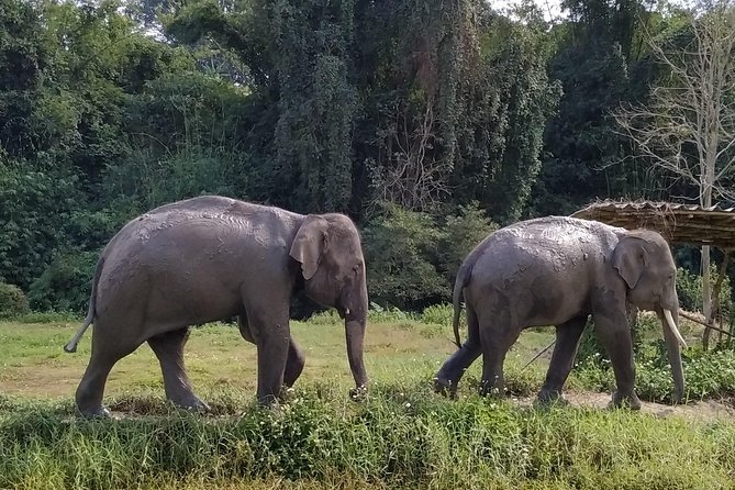 One Day Hiking and Elephant Experience by Chiang Mai Elephant Home - Cancellation Policy