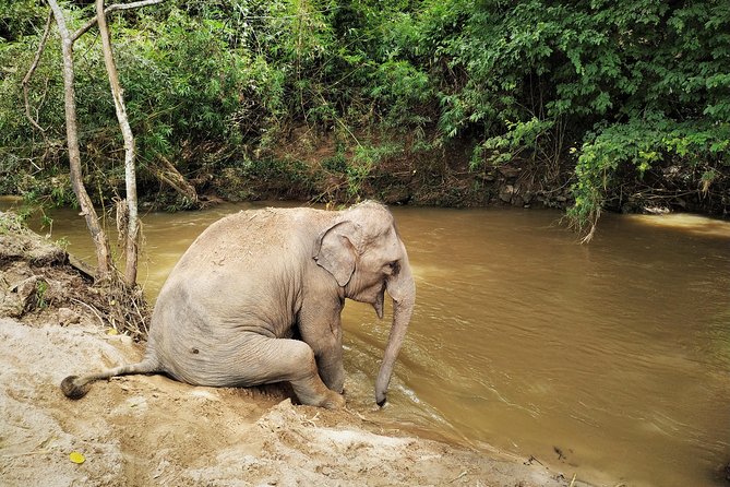 One Day Hiking and Elephant Experience by Chiang Mai Elephant Home - Common Questions