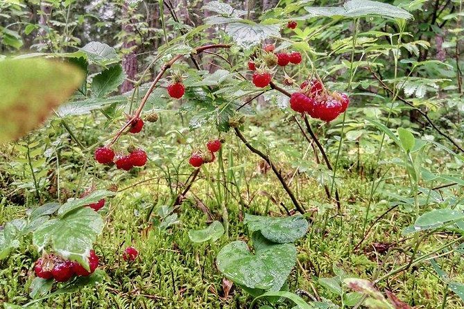 One-Day Hiking Tour in AukšTaitija National Park, Lithuania - Frequently Asked Questions