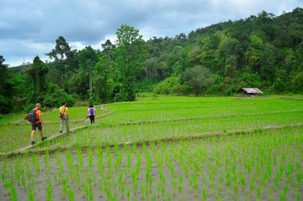 One Day Hiking Tour in Chaing Mai - Safety Guidelines