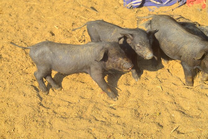 One Day Hiking Tour in Chiang Mai - Hiking Trail