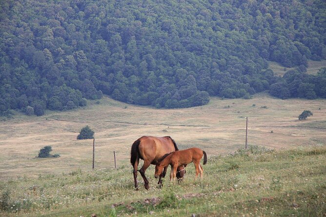 One Day in Luxuriant Lori on Horseback - Amenities and Services Provided