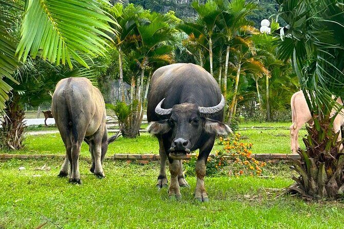One Day in Ninh Binh Explore Scenic Highlights by Motorbike - Breakdown of the Itinerary