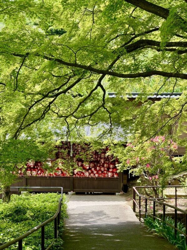 One-Day Influencer Spot Tour: Katsuoji Temple Daruma, Arashiyama Togetsukyo Bamboo Forest & Kiyomizu-dera Ancient Capital Stroll (Departing from Osaka) - Arashiyama: bamboo, Togetsukyo Bridge and a choice of pace