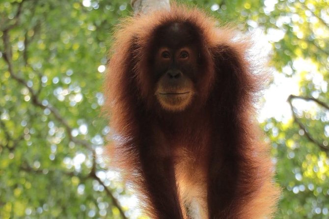 ONE DAY JUNGLE TREKKING 6-7 Hours (See Orang Utan) RAFTING in BUKIT LAWANG - Overview of the Jungle Trekking Experience