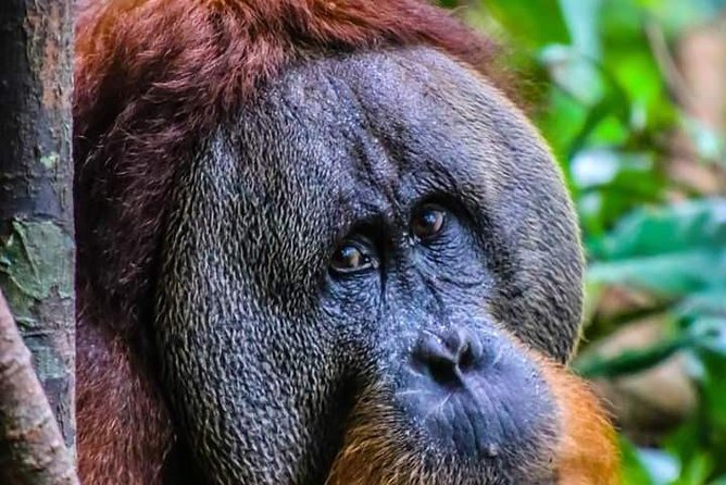 ONE DAY JUNGLE TREKKING 6-7 Hours (See Orang Utan) RAFTING in BUKIT LAWANG - Wildlife Spotting in Gunung Leuser National Park