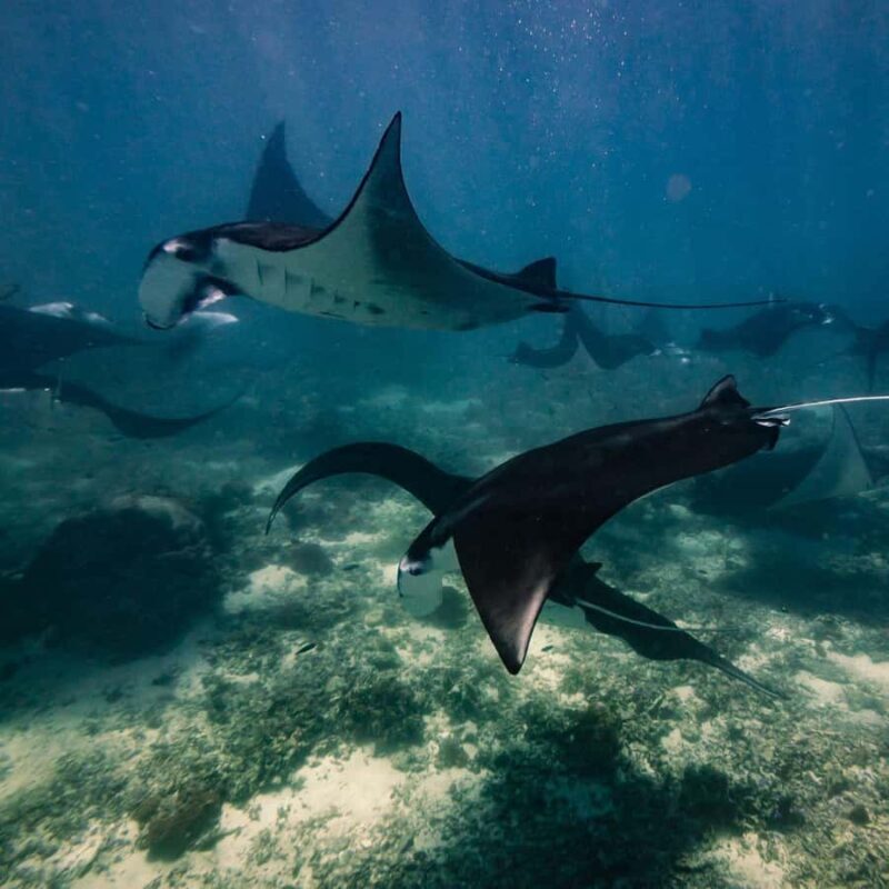 One-Day Komodo Tour By Speedboat - A Close Look at the Itinerary and What You Can Expect