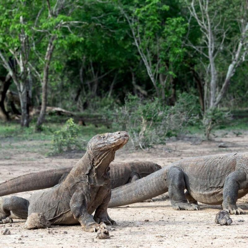 One-Day Komodo Tour By Speedboat - Who Is This Tour Best For?