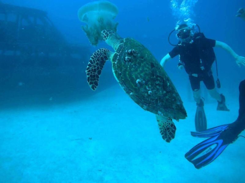 One Day Learning Scuba Diving at Racha Island - No License Required - Should you book the Racha Island scuba lesson?
