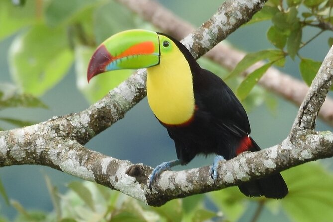 One Day Of Nature in Monteverde - Santa Elena Biological Reserve