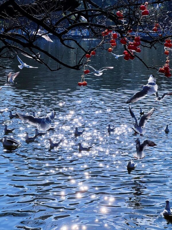 One-day private car tour of Yunnan Stone Forest/Jiuxiang/Dianchi Lake - Choosing Dianchi Lake and the gull season