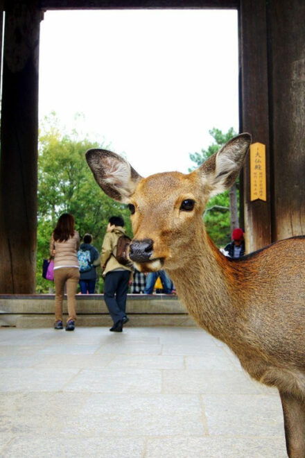 One Day Private Customized Self-Guided Tour in Nara - Key Attractions in Nara