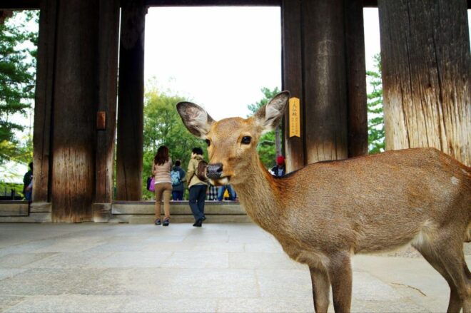 One Day Private Customized Self-Guided Tour in Nara - Accessibility Features