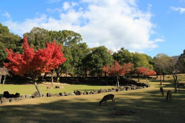 One Day Private Customized Self-Guided Tour in Nara - Additional Services Offered