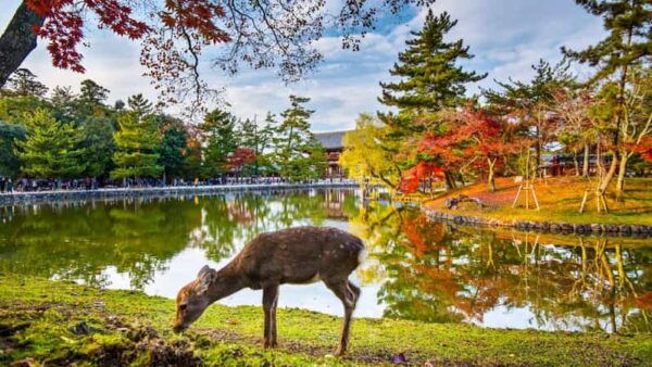 One Day Private Customized Self-Guided Tour in Nara - Booking and Cancellation Policies