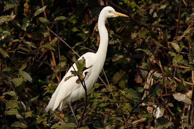 One Day Private Guide Tour to Prek Toal Biosphere - All Inclusive - Good To Know