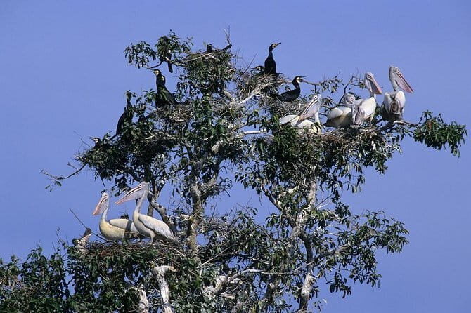 One Day Private Guide Tour to Prek Toal Biosphere - All Inclusive - What Could Be Improved?