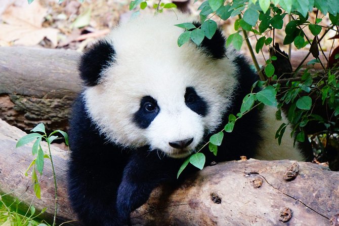One-Day Private Panda Tour Of Chengdu - Tour Overview