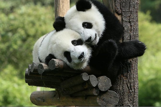 One-Day Private Panda Tour Of Chengdu - Itinerary Highlights