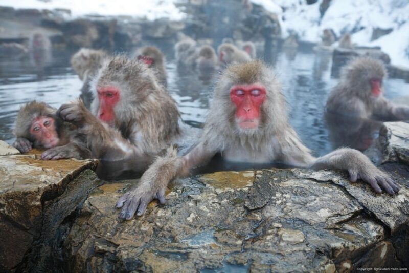 One Day Private Sightseeing tour to Snow Monkey Zenkoji Temp - An Honest Look at the Tour Experience