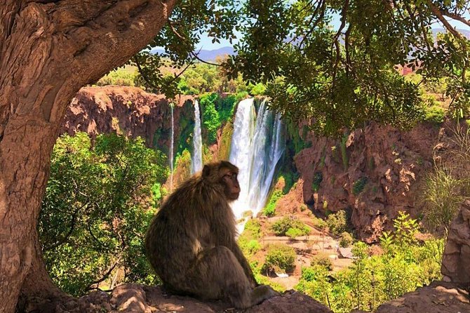 One Day Private Tour to Ouzoud Waterfalls From Marrakesh - Price and Reservations