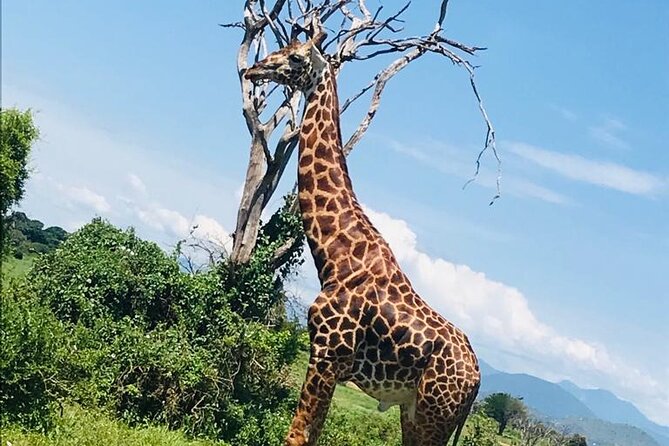 One Day Safari in Nairobi National Park - Recognition at Meeting Point