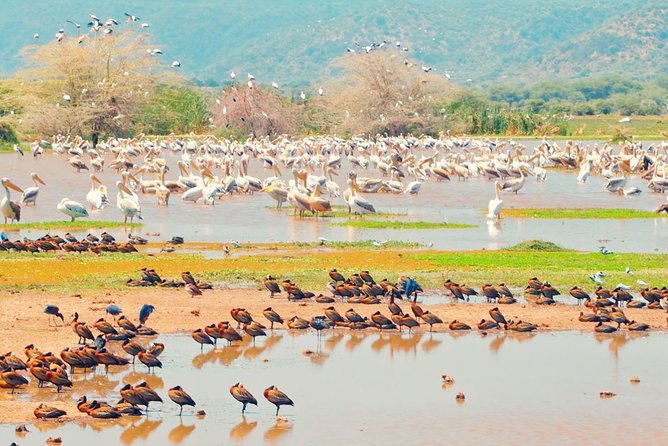 One Day Safari to Lake Manyara - What to Expect on the Safari