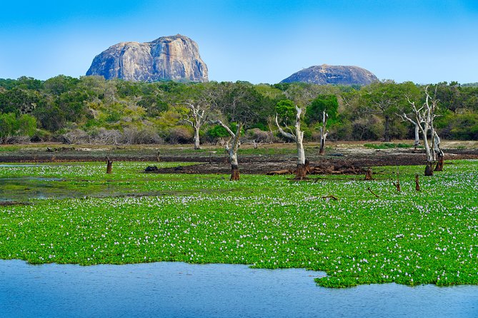 One Day Safari Tour to Both Yala and Bundala National Parks - Tour Details
