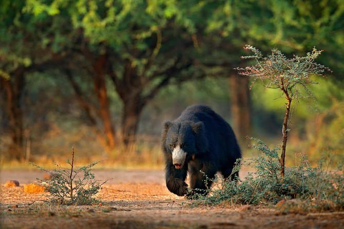 One Day Safari Tour to Both Yala and Bundala National Parks - The Sum Up