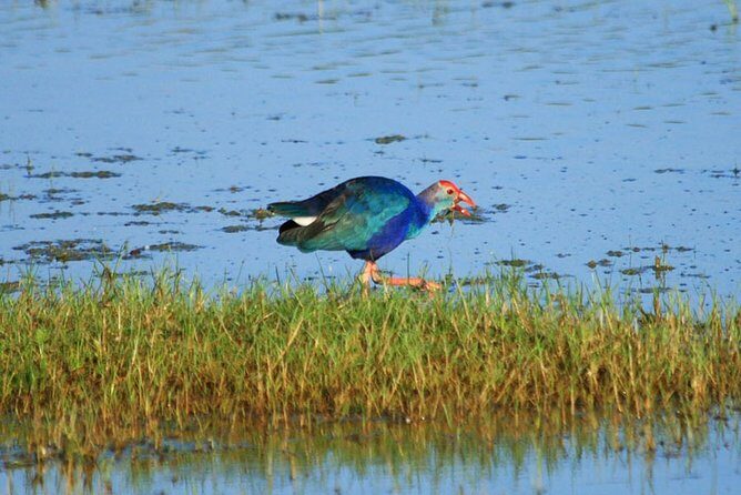 One Day Safari Tour to Bundala National Park from Colombo - Introduction: Exploring the Wonders of Bundala National Park from Colombo