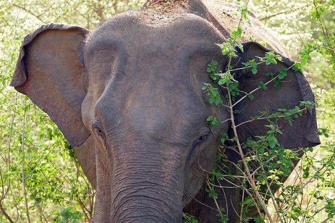 One Day Safari Tour to Bundala National Park from Colombo - Good To Know