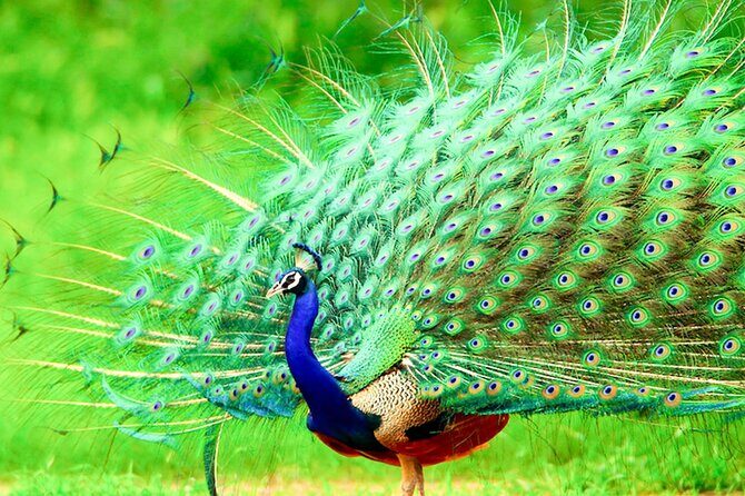 One Day Safari Tour to Bundala National Park from Colombo - The Sum Up: Is This Safari Right for You?