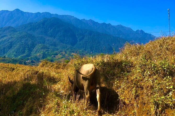 One Day Sapa Trekking - An In-Depth Look at the Sapa Trekking Tour