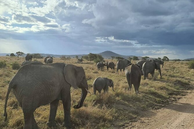 One Day Tanzania Safari - Tarangire or Arusha National Park - Pricing and Inclusions
