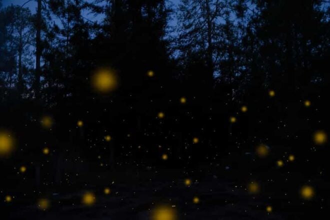 One Day Tour From Mexico City to Firefly Sanctuary - Inclusions and Exclusions