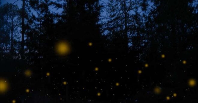 One Day Tour From Mexico City to Firefly Sanctuary - Important Guidelines and Restrictions
