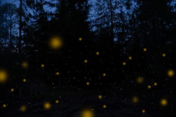 One Day Tour From Mexico City to Firefly Sanctuary - Frequently Asked Questions
