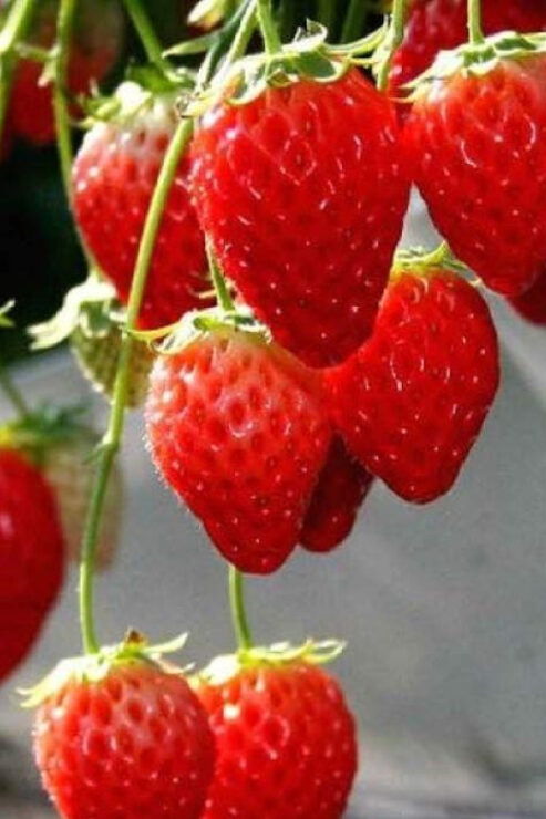 One Day Tour in Mount Fuji and Oishi Park With Fruit Picking - Good To Know