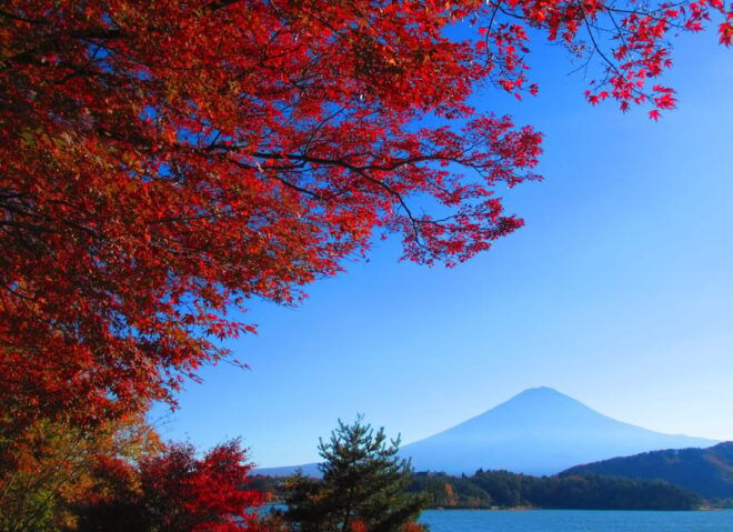 One Day Tour in Mount Fuji and Oishi Park With Fruit Picking - Scenic Views From Mt. Kachi Kachi
