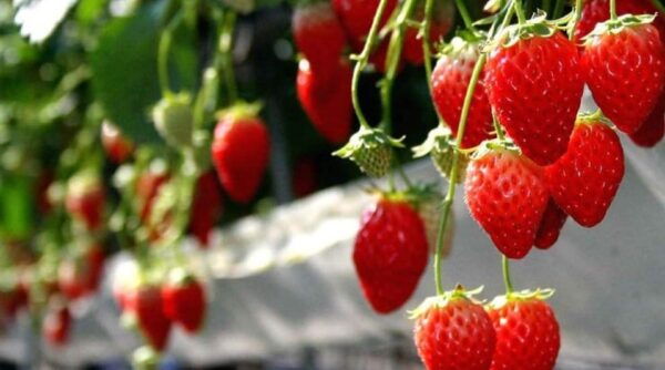 One Day Tour in Mount Fuji and Oishi Park With Fruit Picking - Mt. Fuji 5th Station Visit