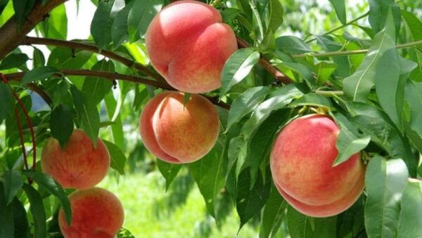 One Day Tour in Mount Fuji and Oishi Park With Fruit Picking - Fruit Picking Experience