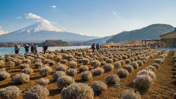 One Day Tour in Mount Fuji and Oishi Park With Fruit Picking - Group Size and Accessibility