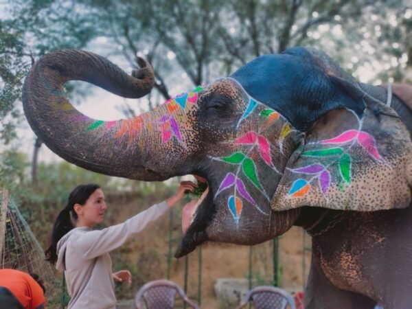 One Day Tour in Pink City Jaipur With Guide - Return to Jaipur