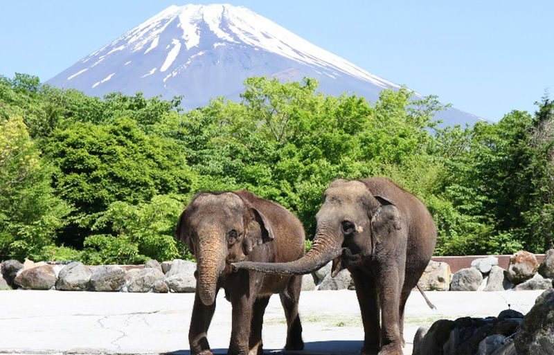 One-day tour of Fuji Safari Park, Oshino Hakkai, and Oishi Park - Key points before you book