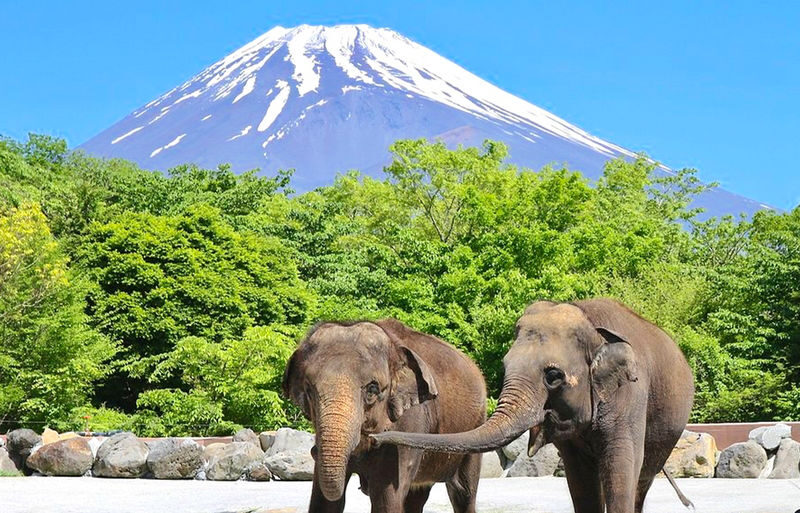 One-Day Tour of Fuji Safari Park, Oshino Hakkai, and Oishi Park - Should you book this Mount Fuji day trip?