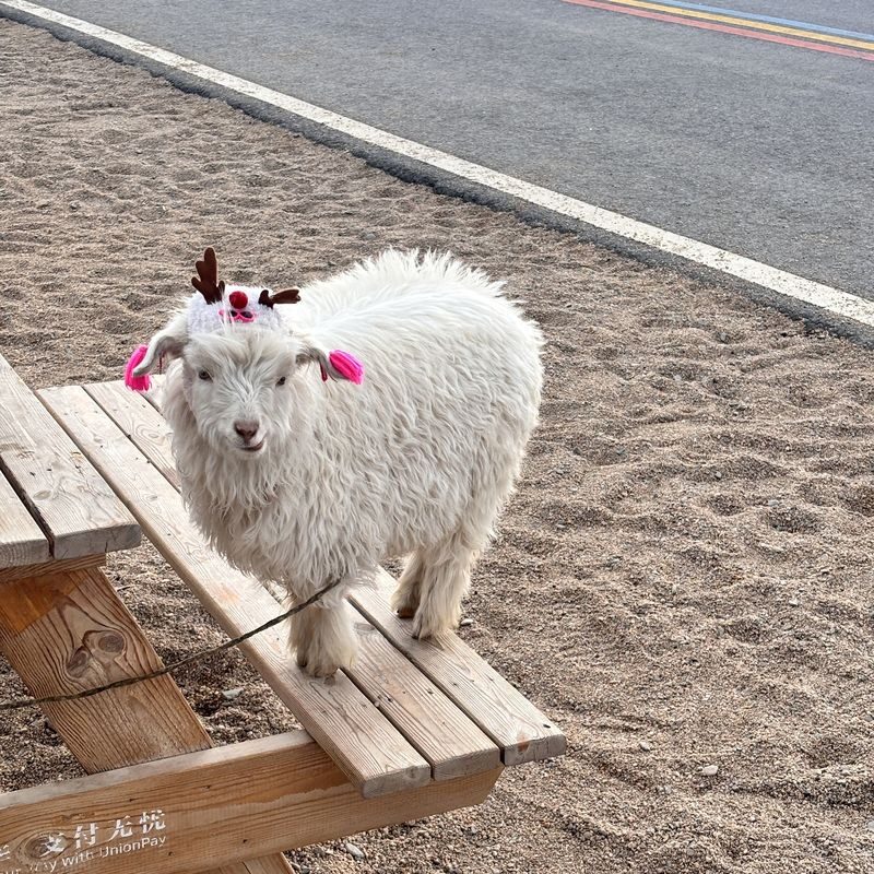One-day tour of Qinghai Lake, Chaka Salt Lake, and Riyue Mountain in Xining - The useful details at a glance