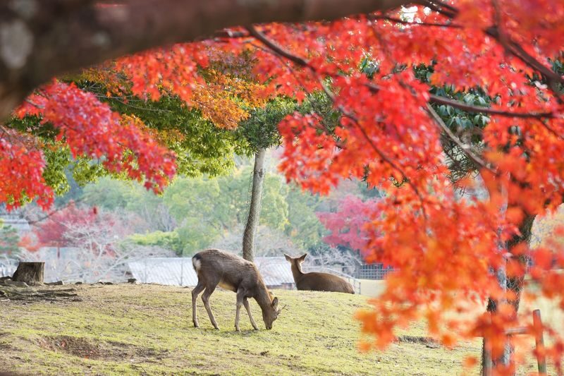 One-Day Tour of Three Ancient Capitals in Kansai, Japan: World Heritage Sites Todai-ji Temple & Byodo-in Temple & Fushimi Inari Shrines Thousand Torii Gates & Adorable Deer in Nara Park & Uji Matcha Gourmet Street (Departing from Osaka/Kyoto) - The day in five useful points